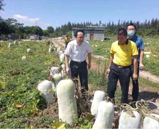 省供銷社黨委書記、理事會(huì)主任雷雨幫助農(nóng)戶銷售冬瓜